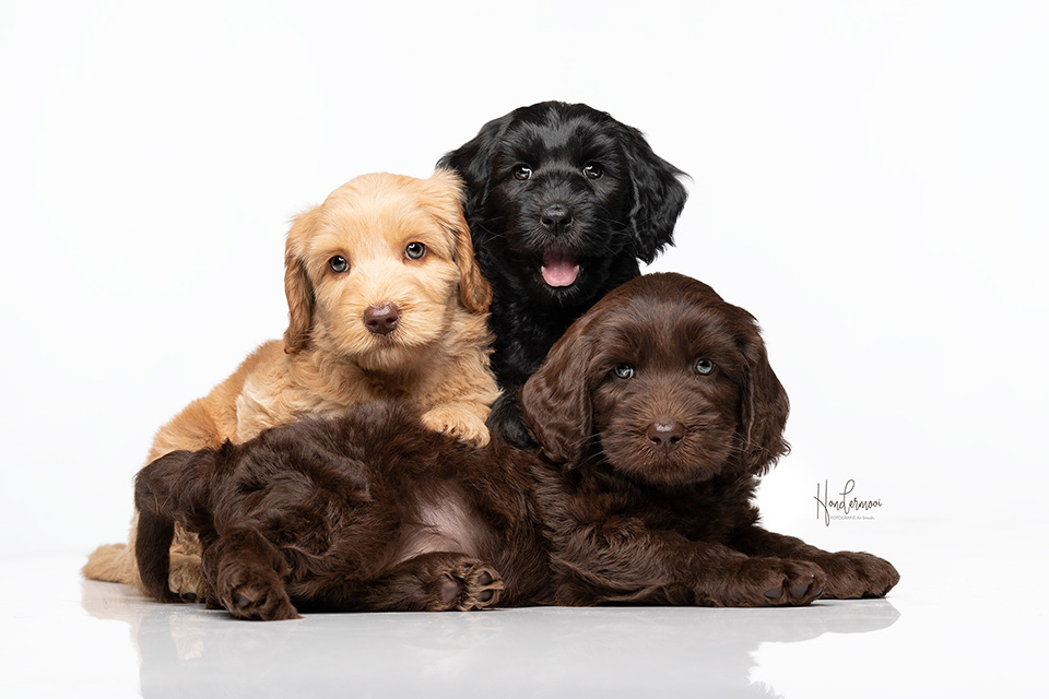 Cobberdogs sound Cobberdogs sound