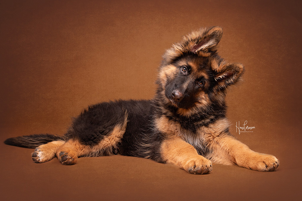 German Shepherd sound German Shepherd sound