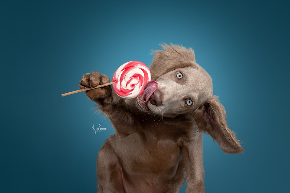 Dog with lollipop Dog with lollipop