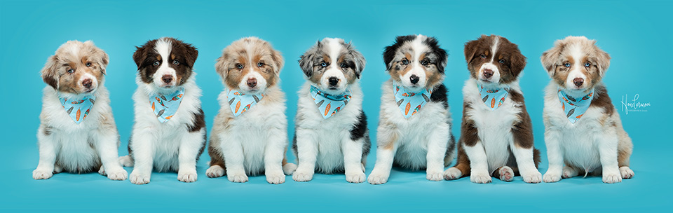 Dog family Dog family