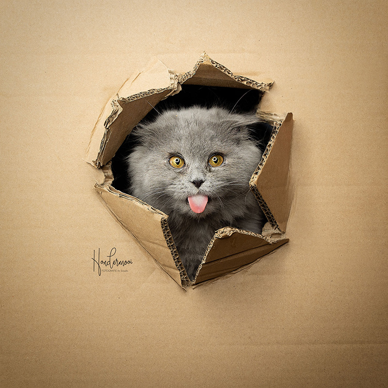 Peekaboo kitten Peekaboo kitten