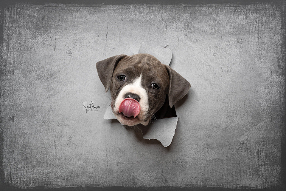 Peekaboo puppy Peekaboo puppy