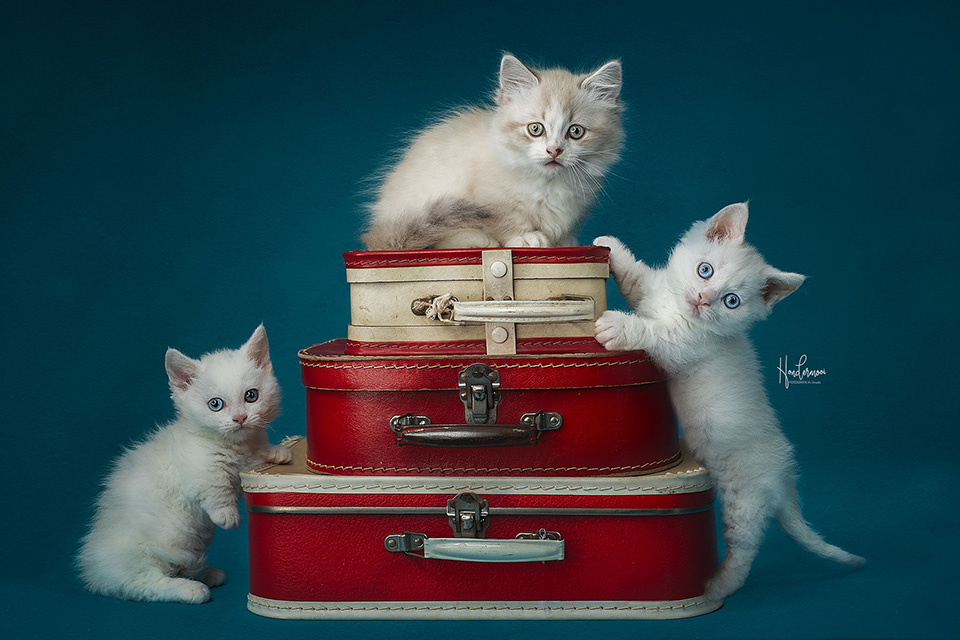 Kittens in suitcases Kittens in suitcases