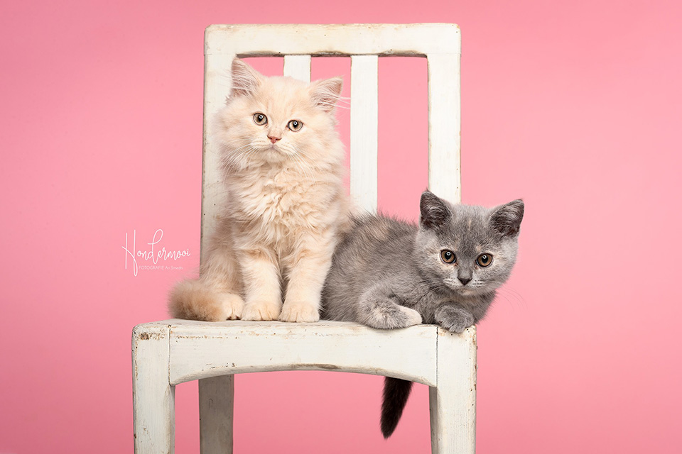 British Shorthair chair British Shorthair chair