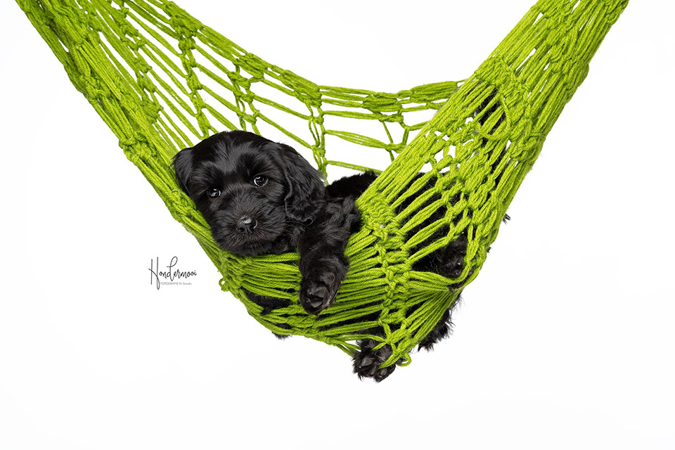 Puppy hammock Puppy hammock
