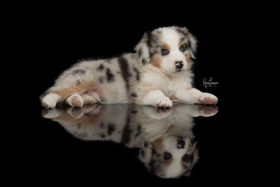 Reflection Reflection