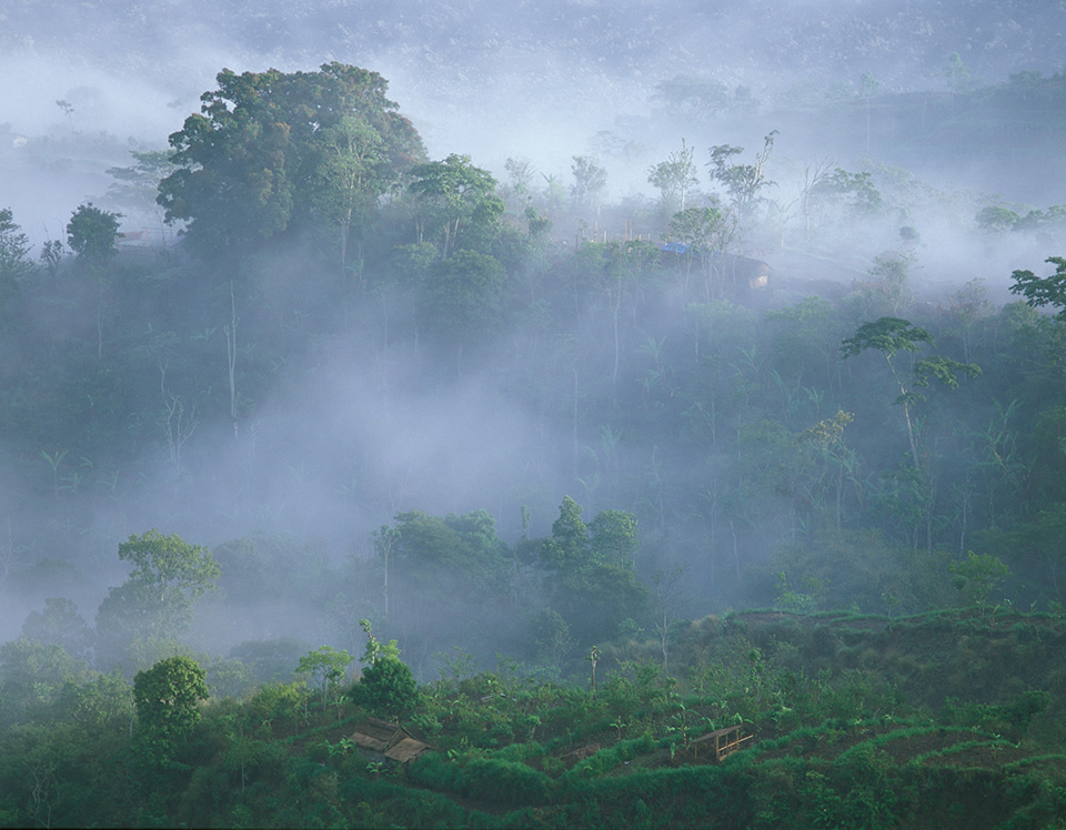 Bali mist Bali mist