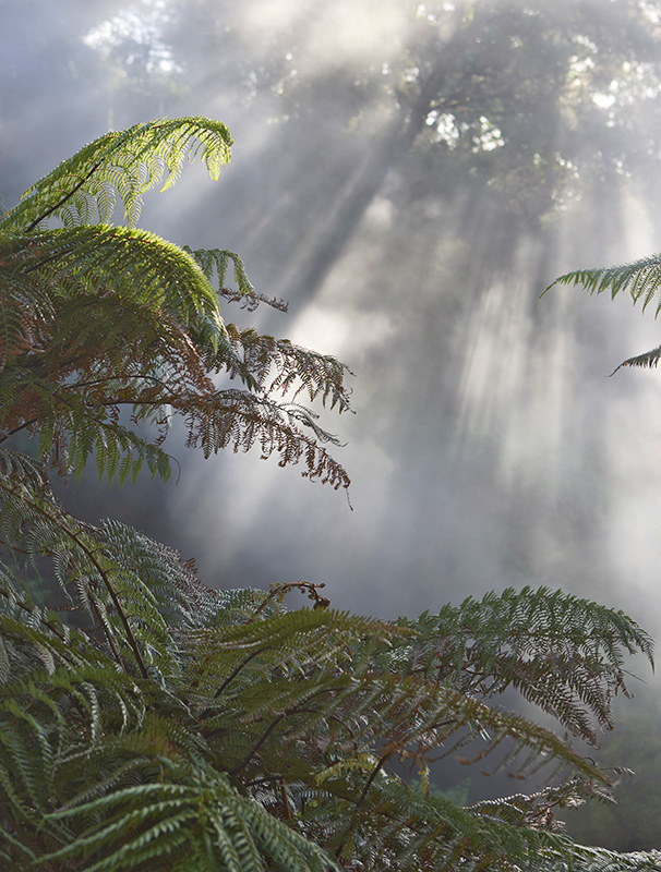 Hazy forest Hazy forest