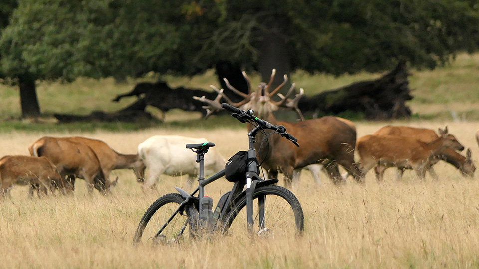 Bicycle in nature Bicycle in nature