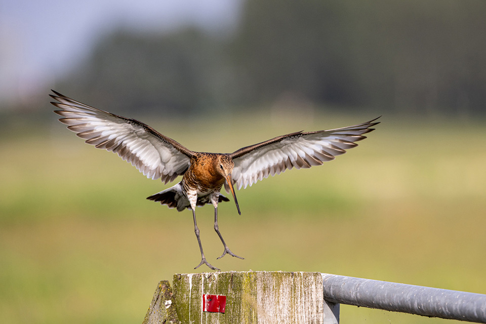 Thijs Schouten back button focus Black-tailed Godwit