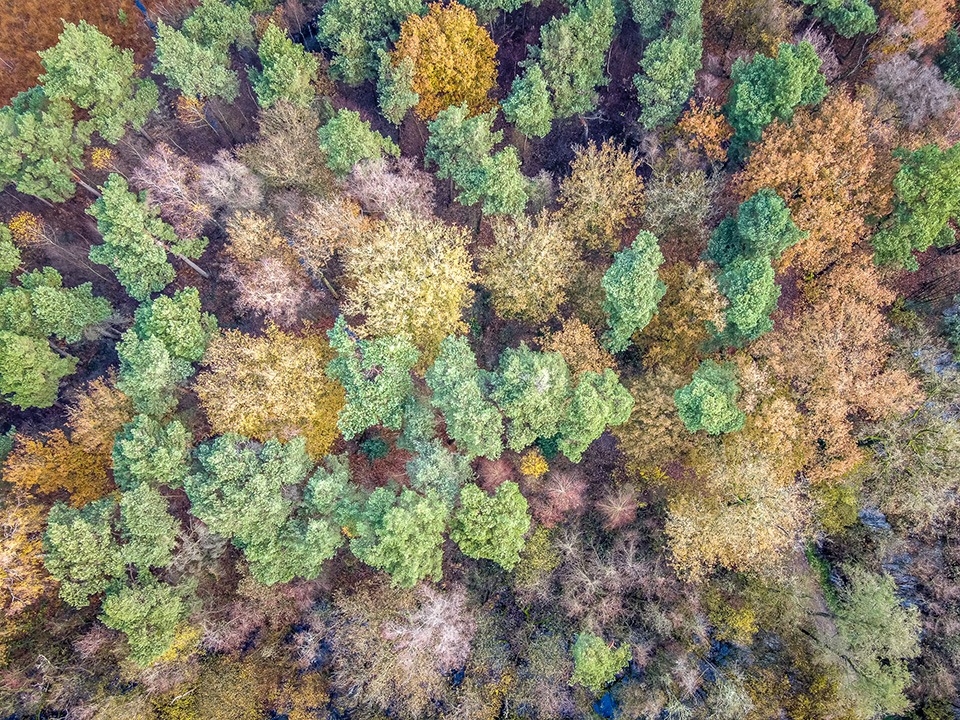 Forest from above