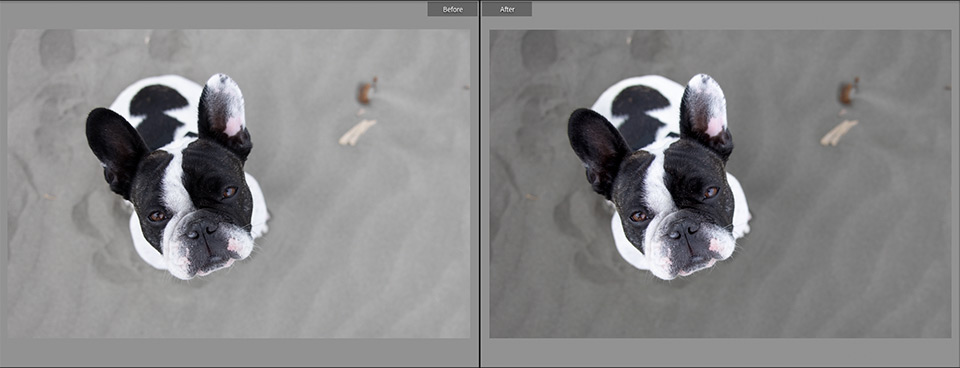 Before and after editing a dog photo Before and after editing a dog photo