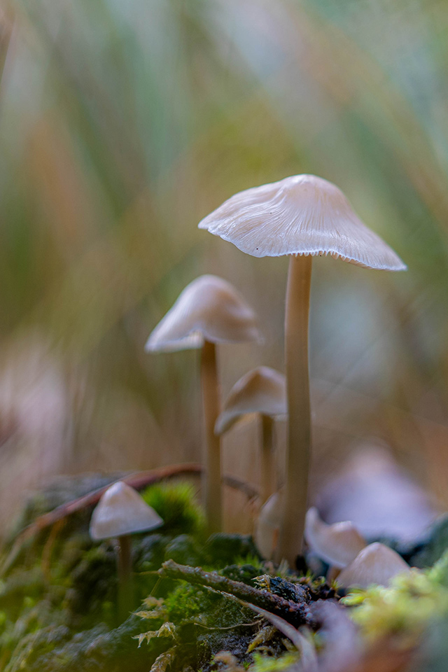 20201029 Beegderheide1 untitled image 7309304 20201029 Beegderheide1 untitled image 7309304
