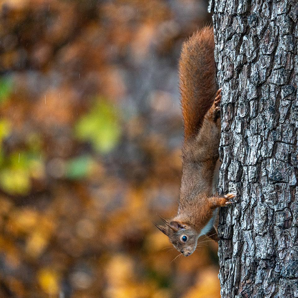 20201201 garden squirrel untitled shot 7301541