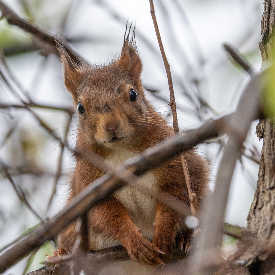 20201201 garden squirrel untitled shot 7301559
