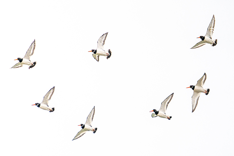 20201206 Zeeland untitled image 7302471 20201206 Zeeland untitled image 7302471