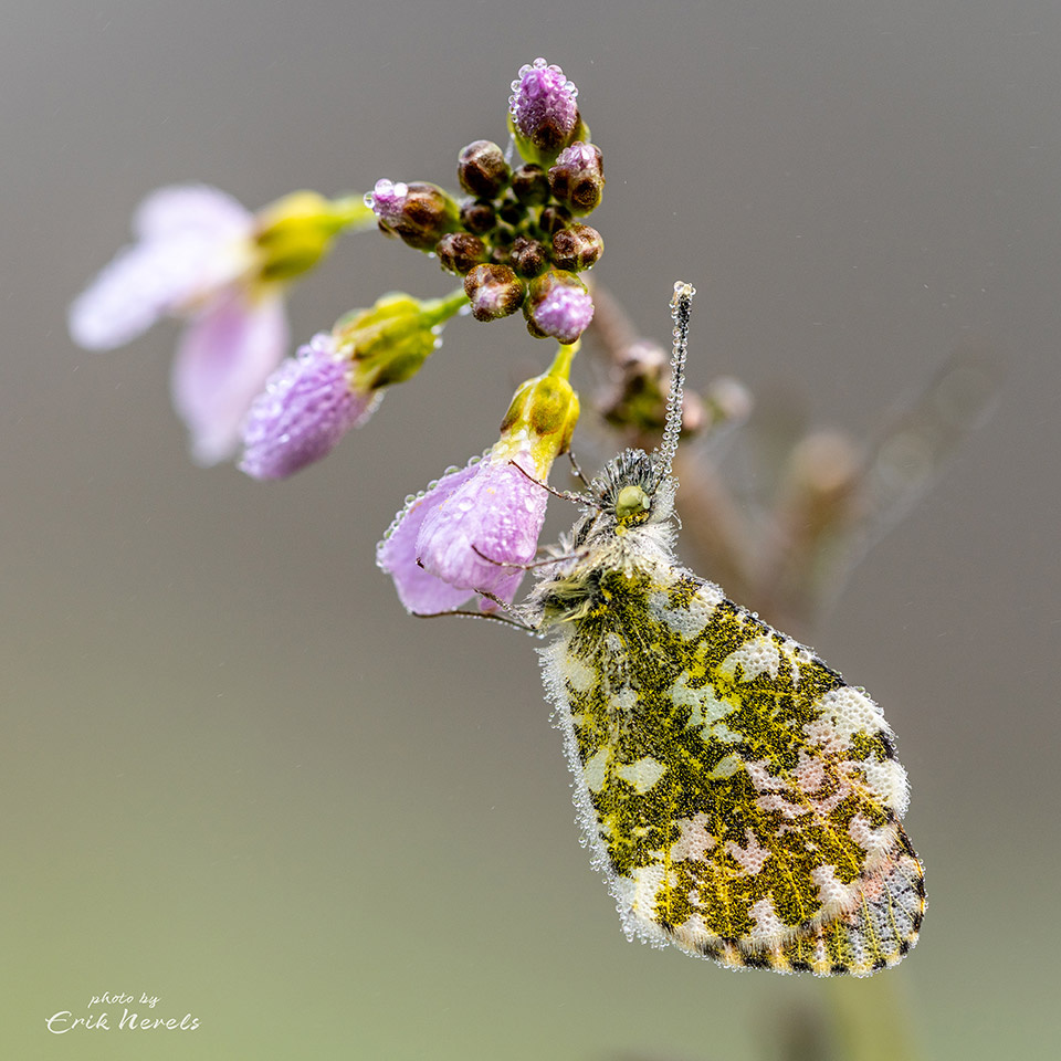 Butterfly Butterfly