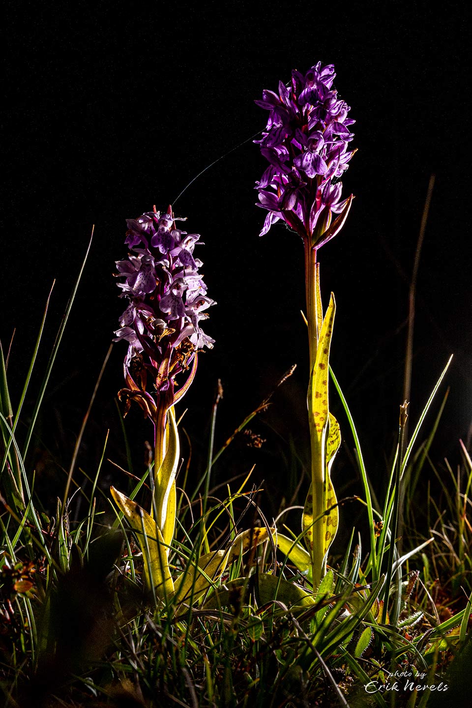 20210625 Schierdag2 untitled photograph 734185 20210625 Schierdag2 untitled photograph 734185