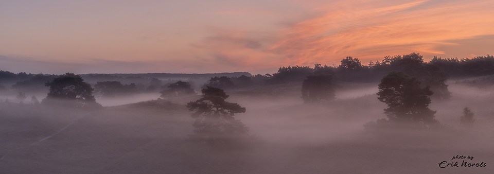 Morning fog at the Brunssummerheide Morning fog at the Brunssummerheide