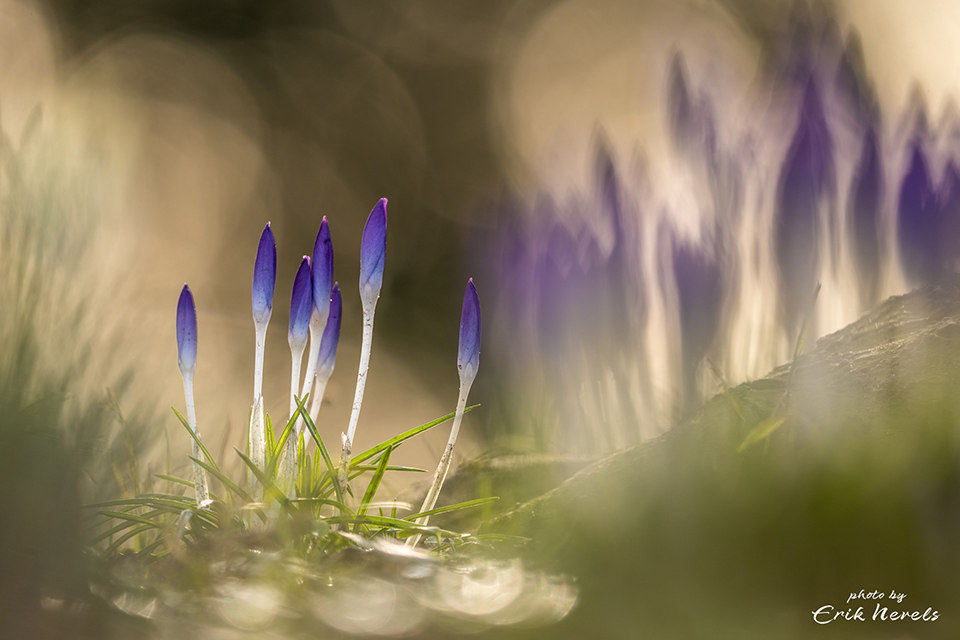 Crocuses