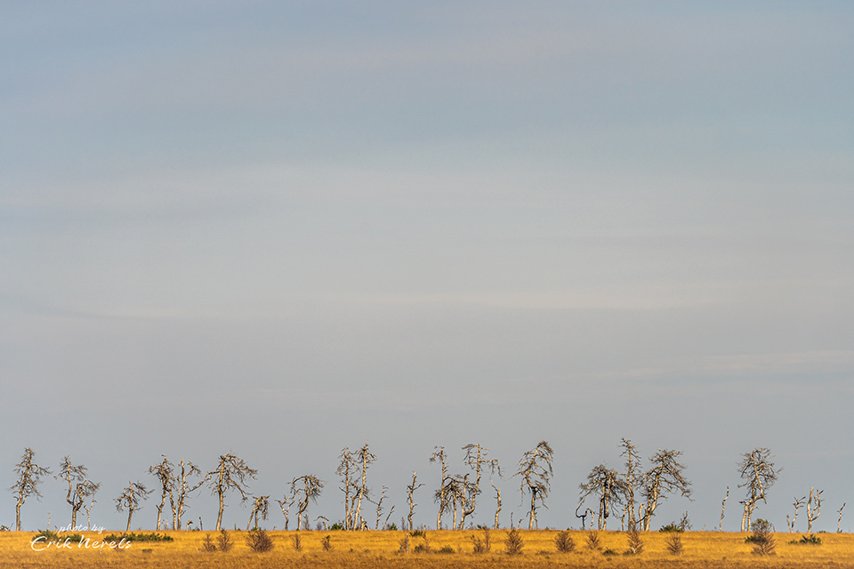 High Fens