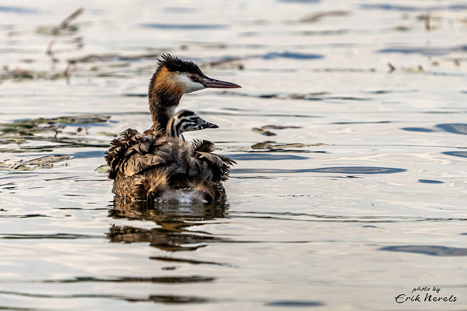 Home Oolderplas 60