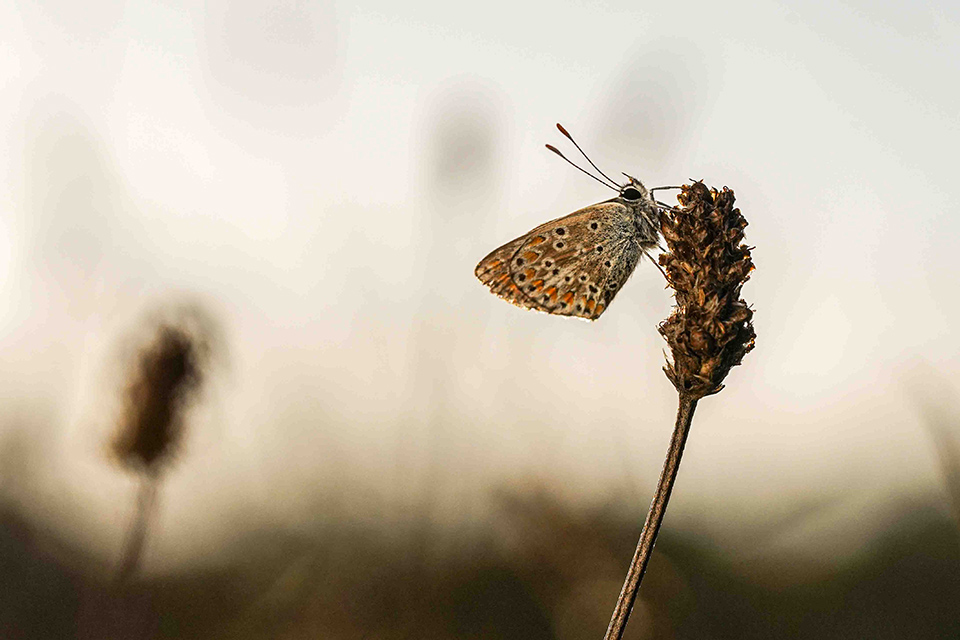 Small copper