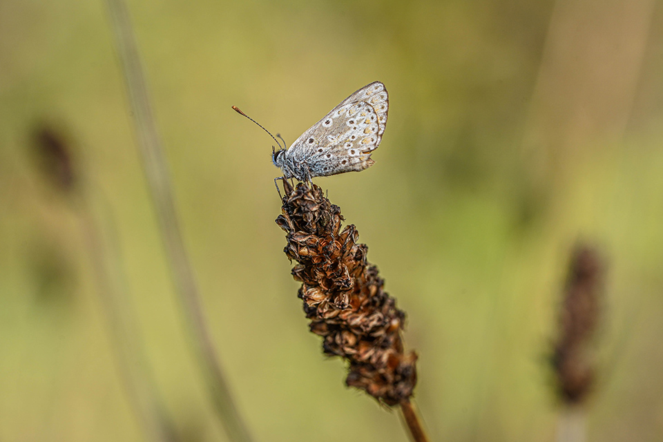 Small copper 3