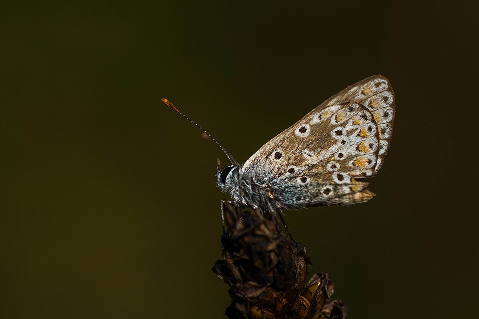 Small copper