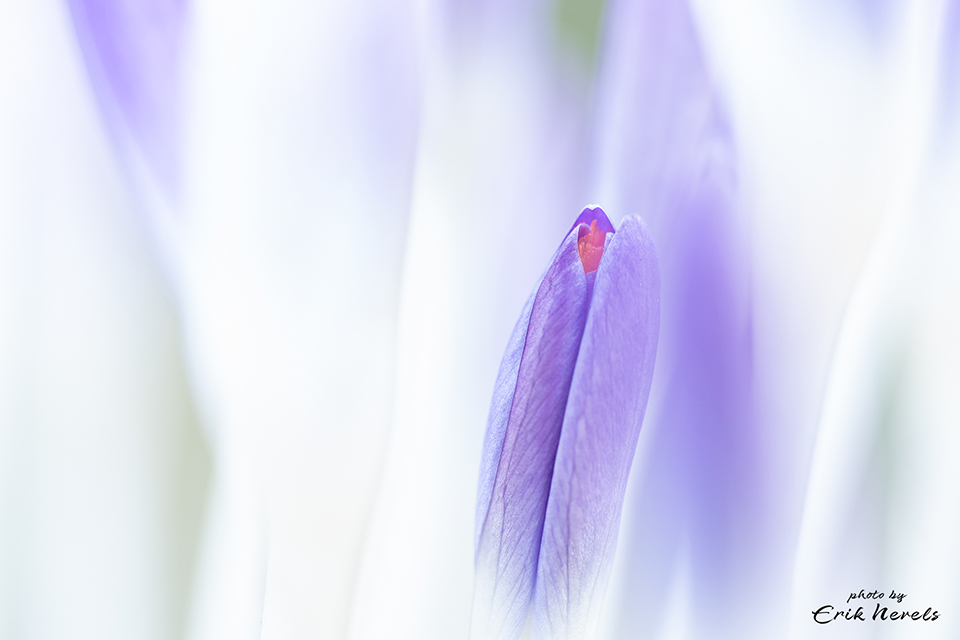 Crocuses