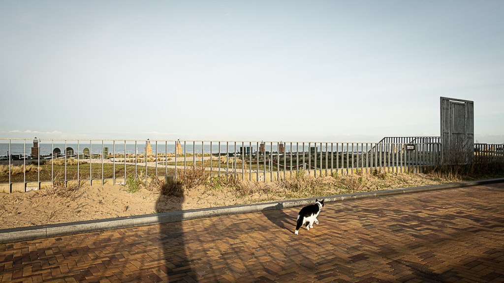 Cat walking away in Scheveningen