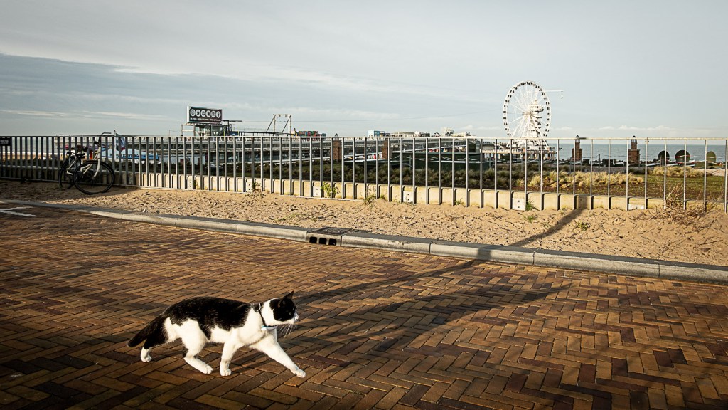 Cat on the promenade in Scheveningen