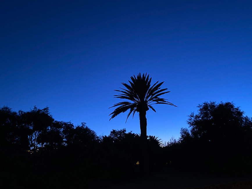 Blue sky palm tree Blue sky palm tree