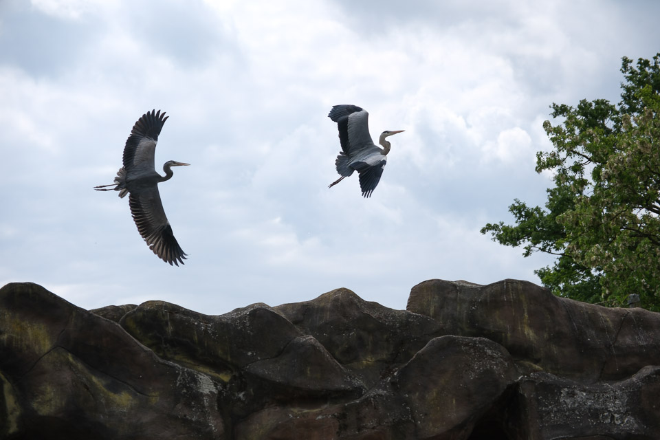 Fujifilm x h2s sample herons Fujifilm x h2s sample herons