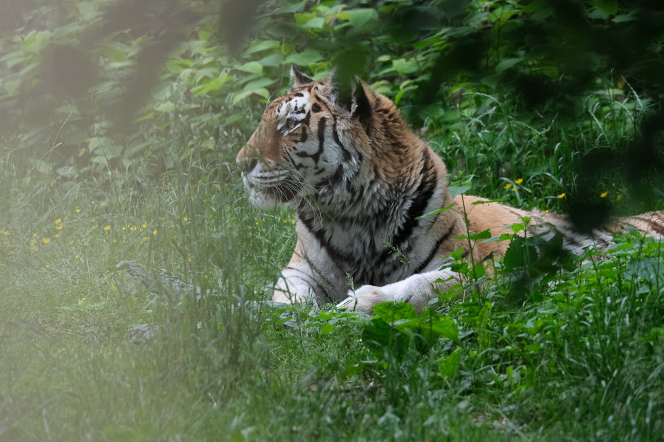 Fujifilm XF 150-600mm f/5.6-8 R LM OIS WR - Tiger Fujifilm XF 150-600mm f/5.6-8 R LM OIS WR - Tiger