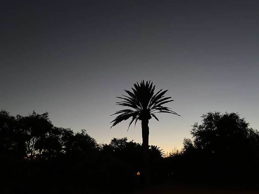 Grey sky palm tree Grey sky palm tree