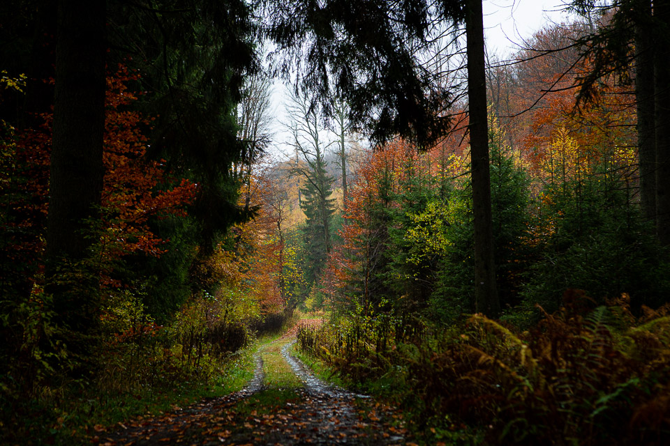 Hoegne forest Hoegne forest
