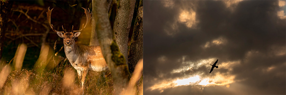 Winning series by Frits Sissing