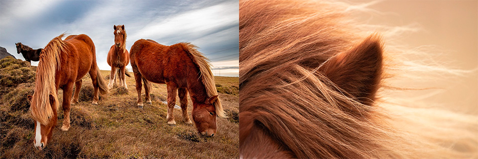 Winning diptych by Linda Hakeboom