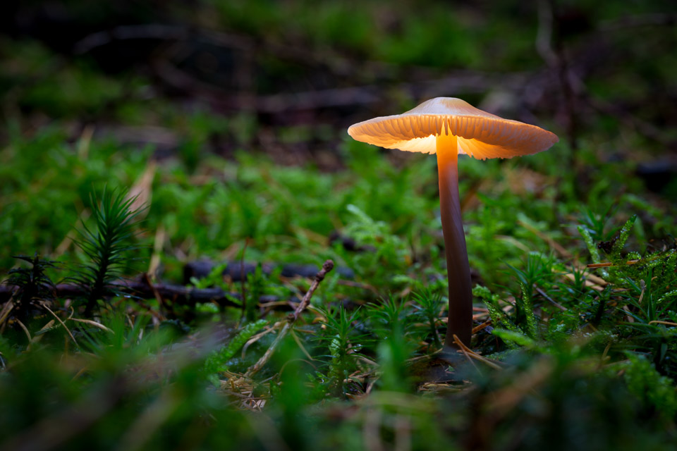 Glowing mushroom