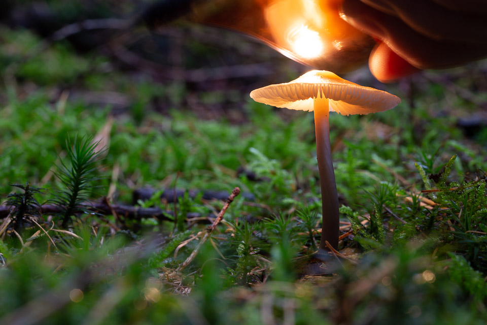 Mushroom lit with iPhone LED