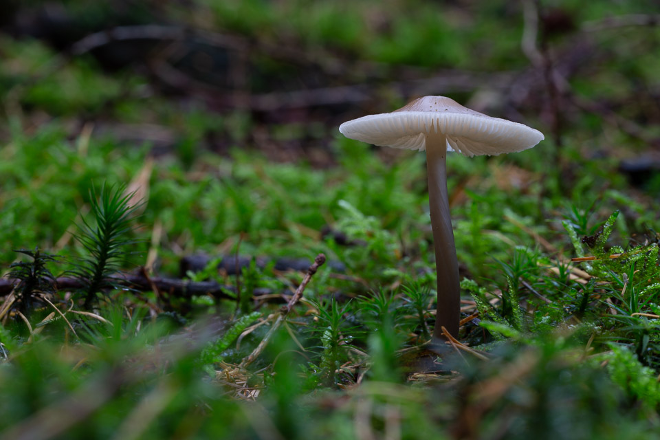 Underexposed mushroom