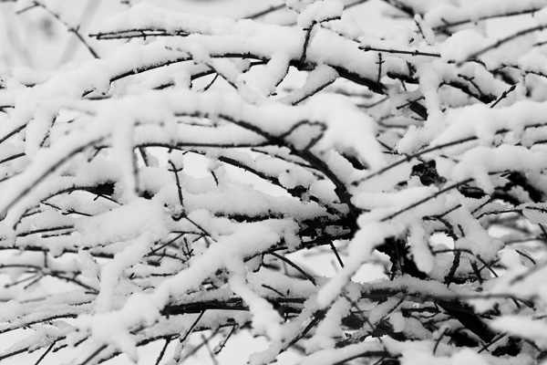 Snow-covered branches in black and white Snow branches bw