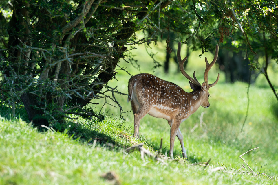 Sony 600mm, safari park Sony 600mm, safari park