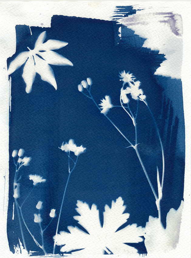 Cyanotype Cyanotype
