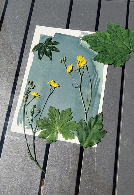 Cyanotype Cyanotype