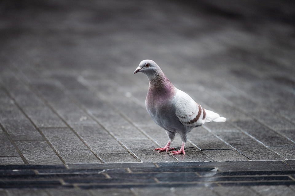 Pigeons in Brussels