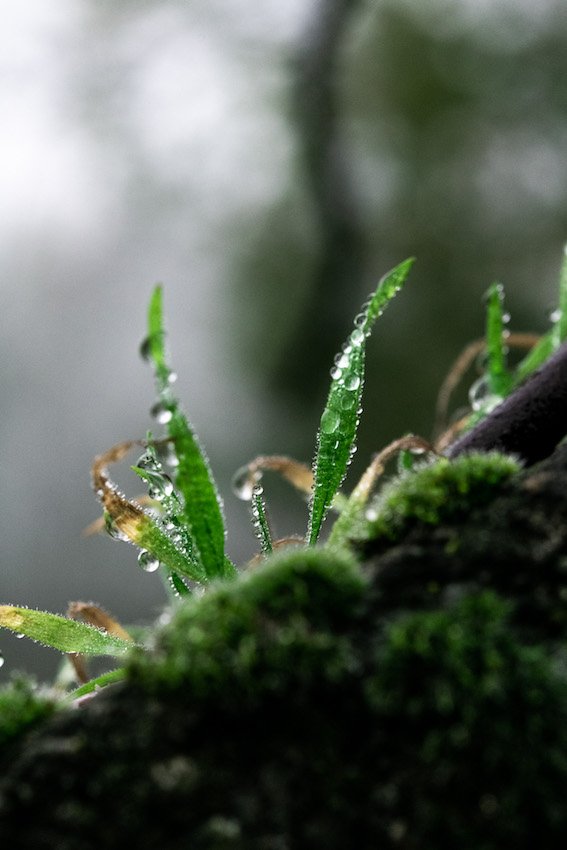 Macro photography