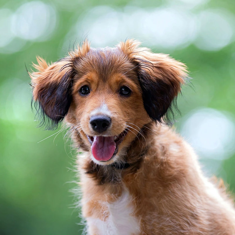Dog Dog
