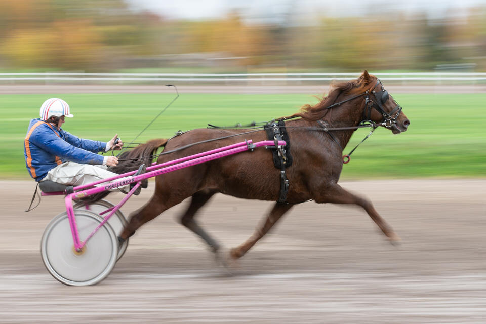 Horse race Horse race